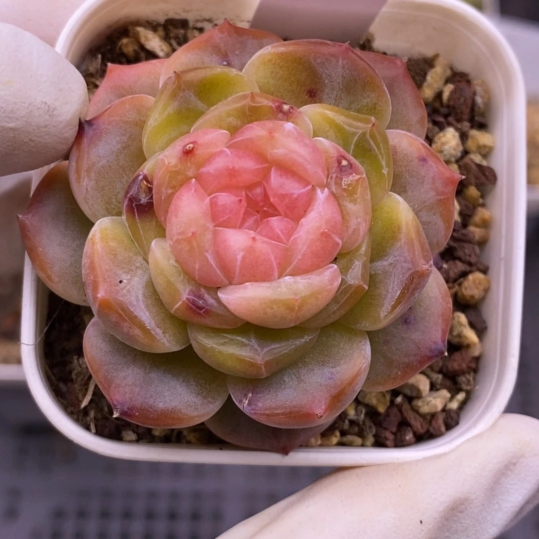 【闪购商品】05-133