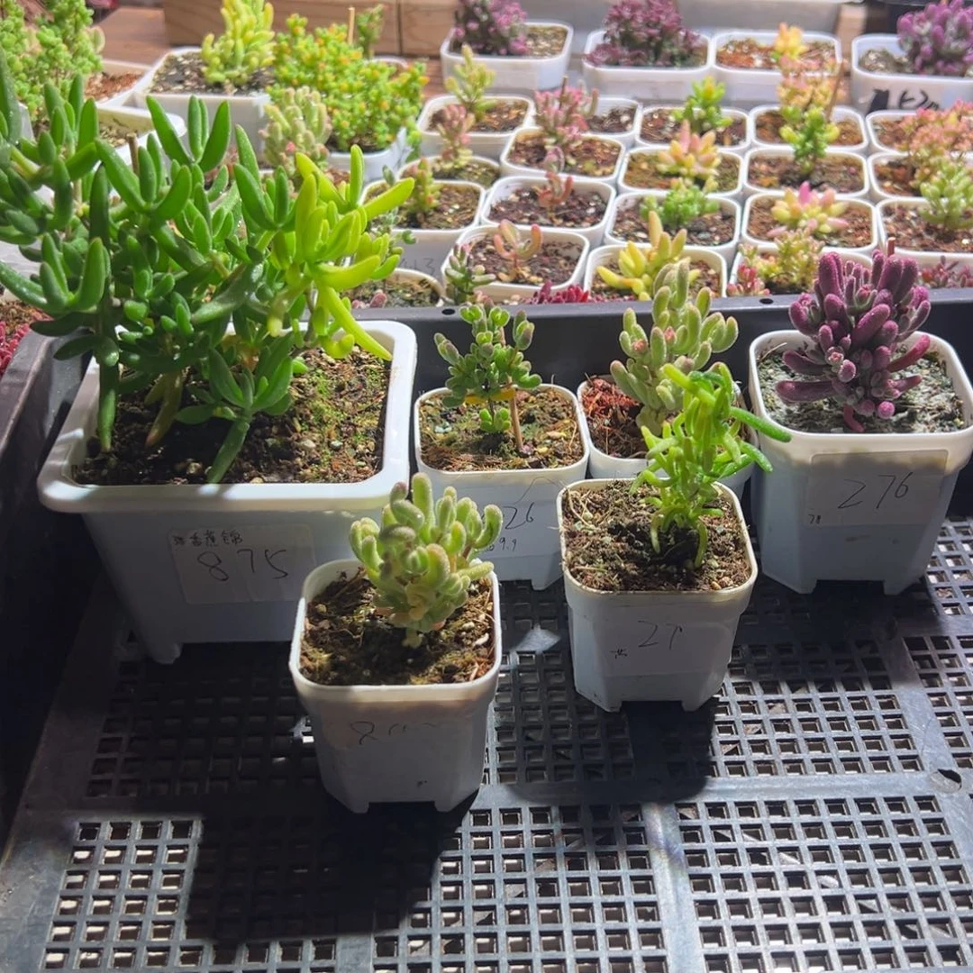 组合一物一拍包开箱