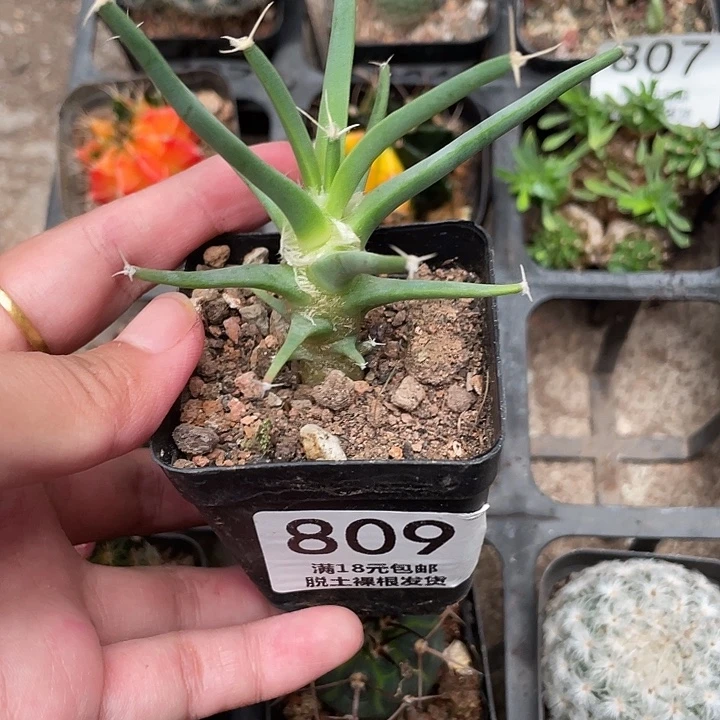 809光山仙人球植物