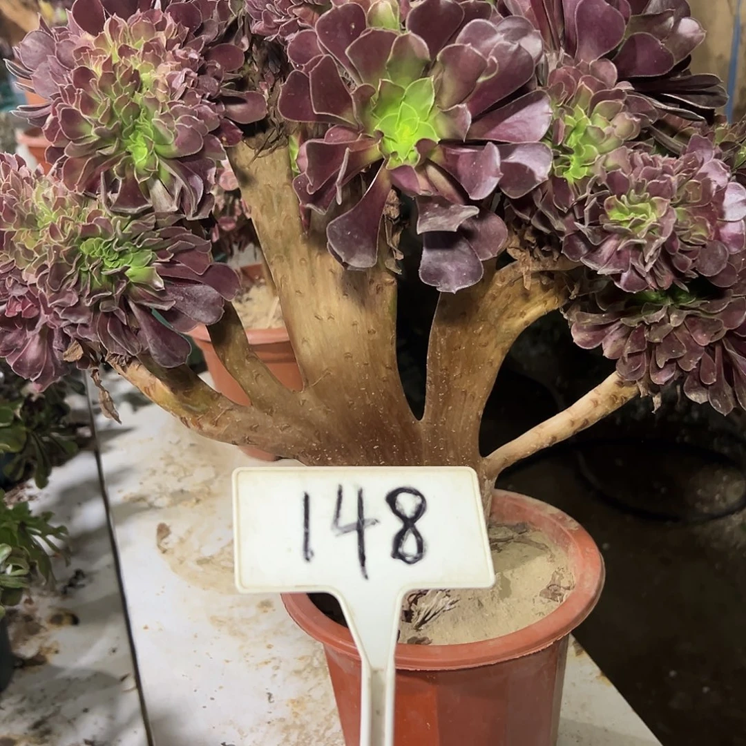 多肉植物欧子缀花148