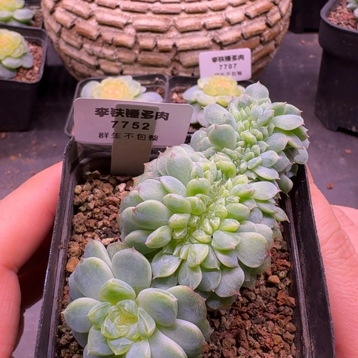 7752 纸鸢缀化一物一拍7cm盆