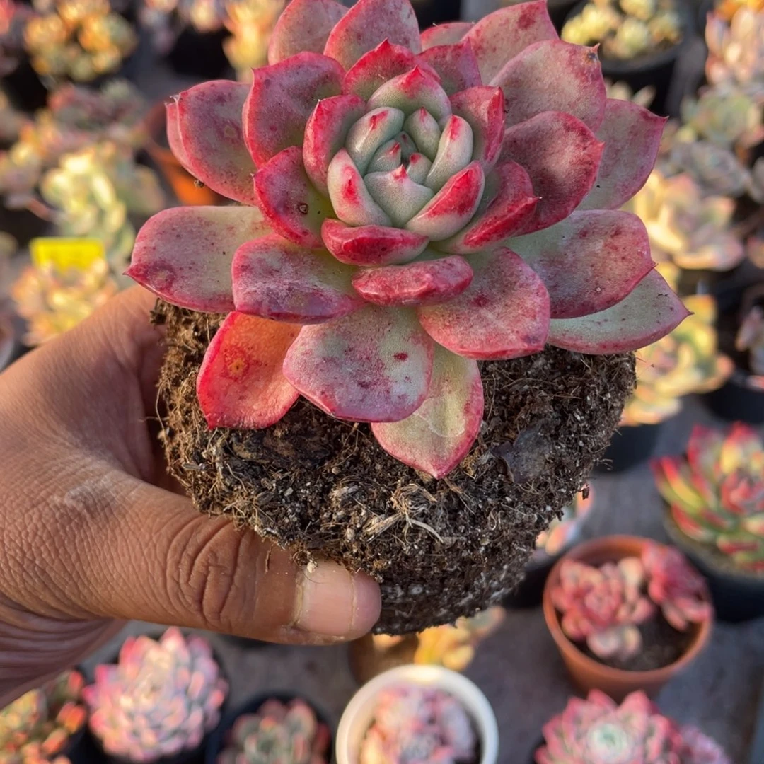 1910  赛伦  六月六