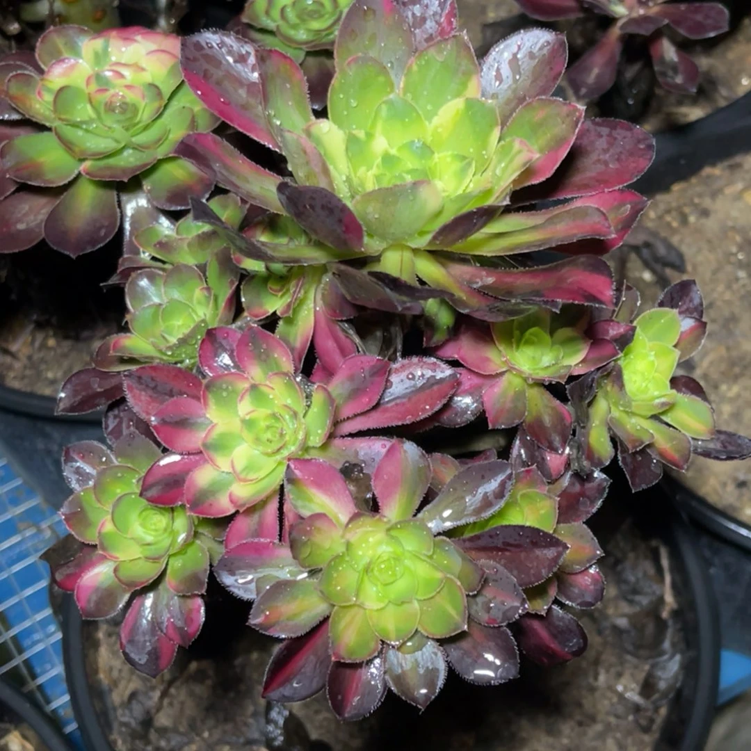 法师锦多肉花蝴蝶1颗