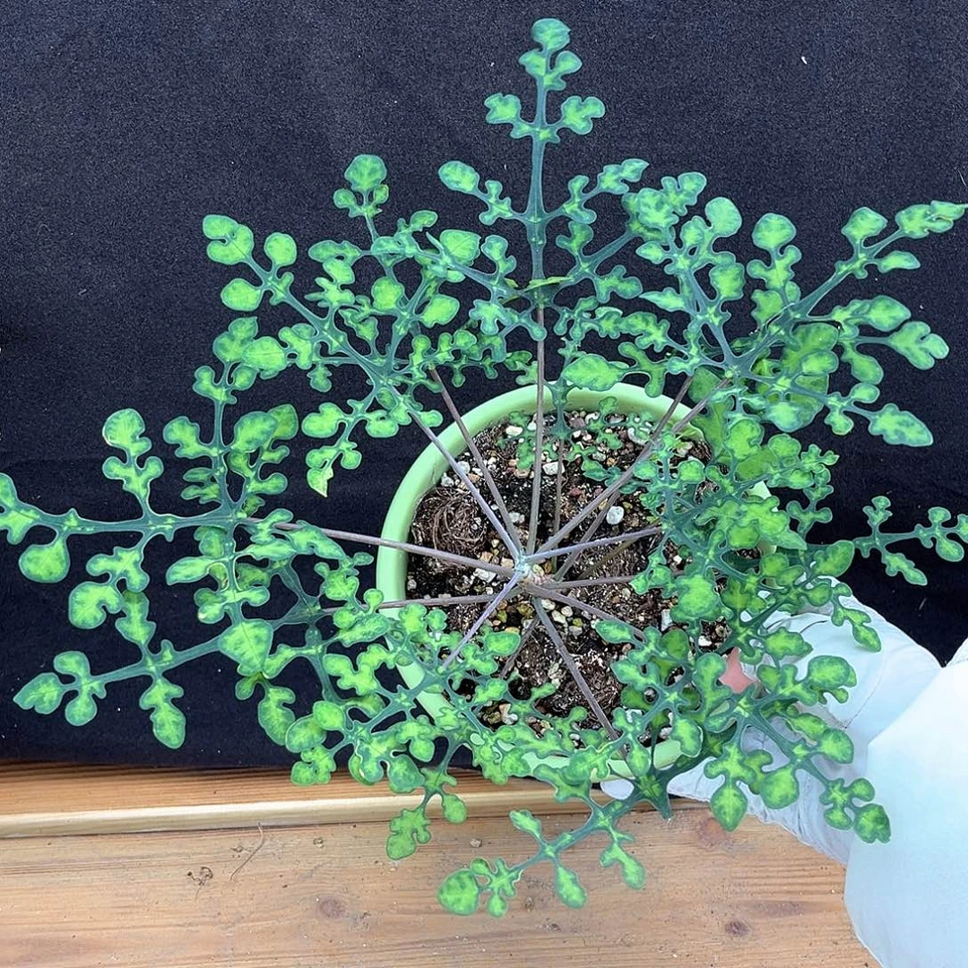 潮流植物 梦幻绿宝石雪花西番莲