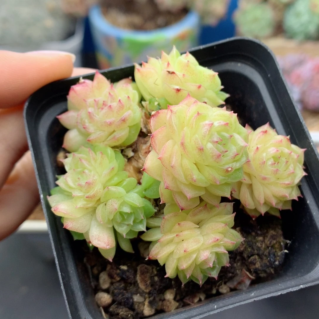 58包邮  群生不包整26
