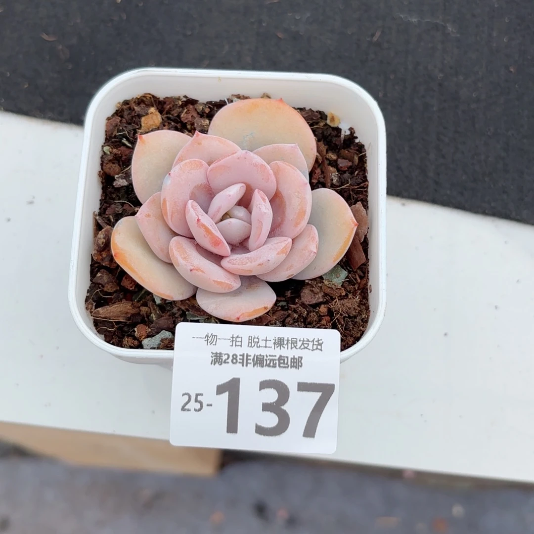 奶茶单头多肉多肉多肉