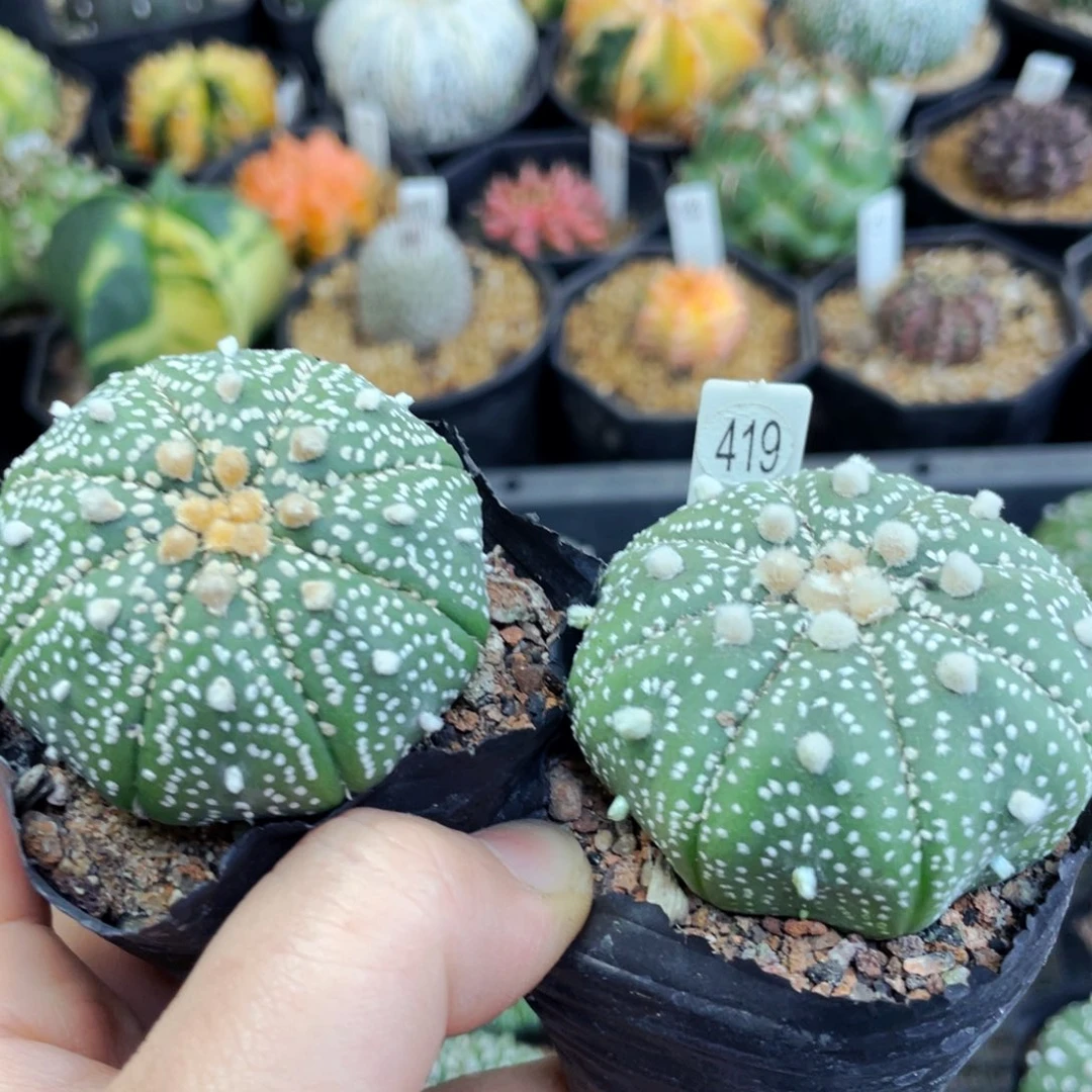 盆5公分满25包邮裸根发货