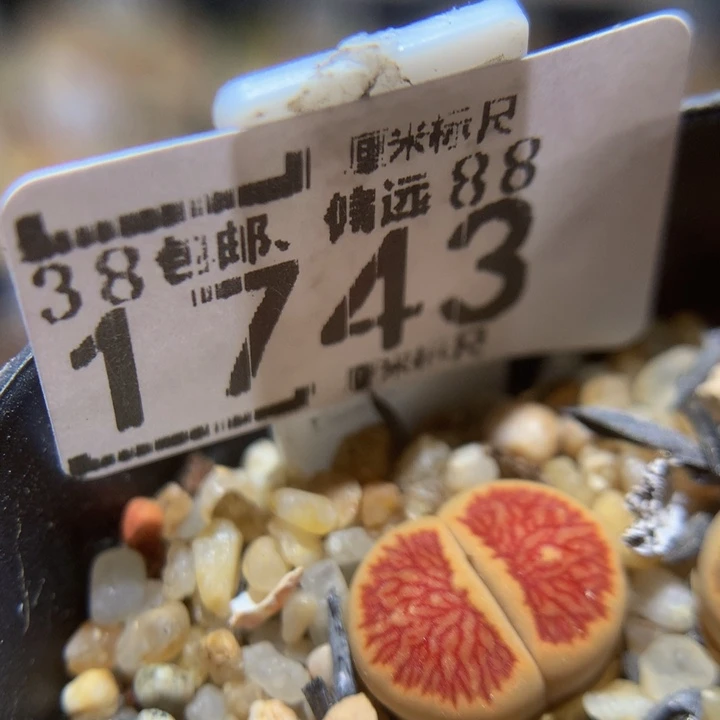 Sss精品生石花1743