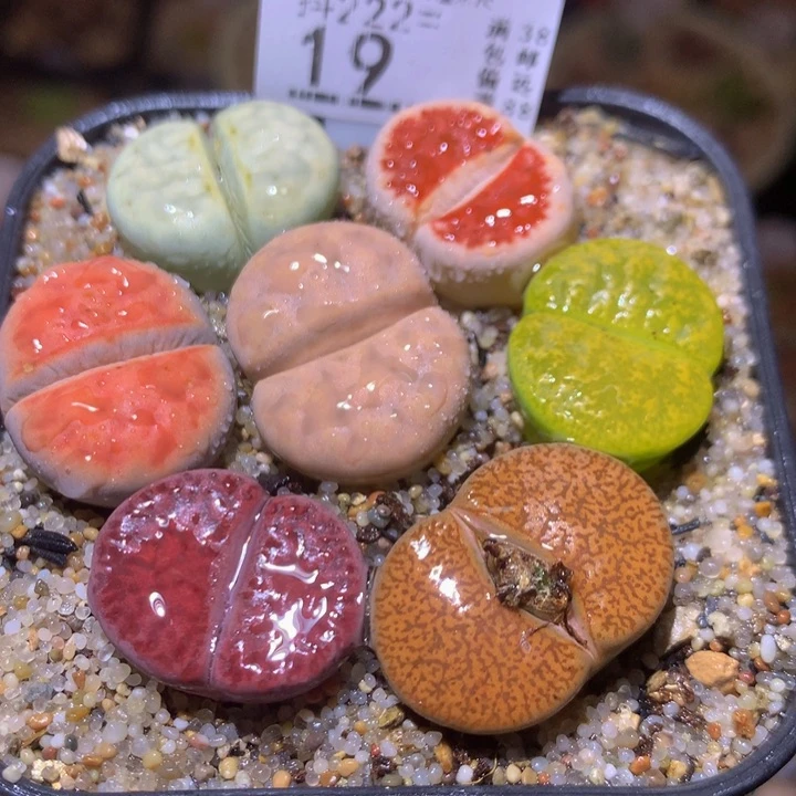 精品生石花222.19