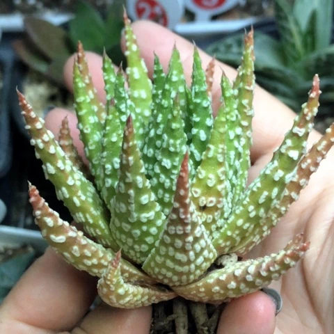 祥云硬叶哈哈哈哈哈特价