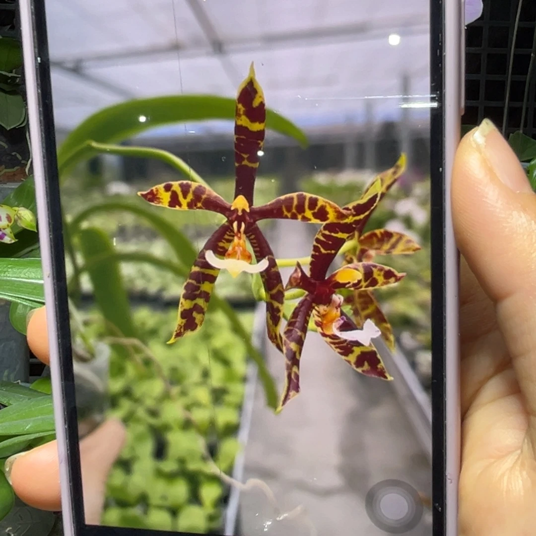 当前无花栽培后可以开花黑豹