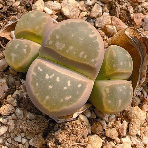 【闪购商品】21424