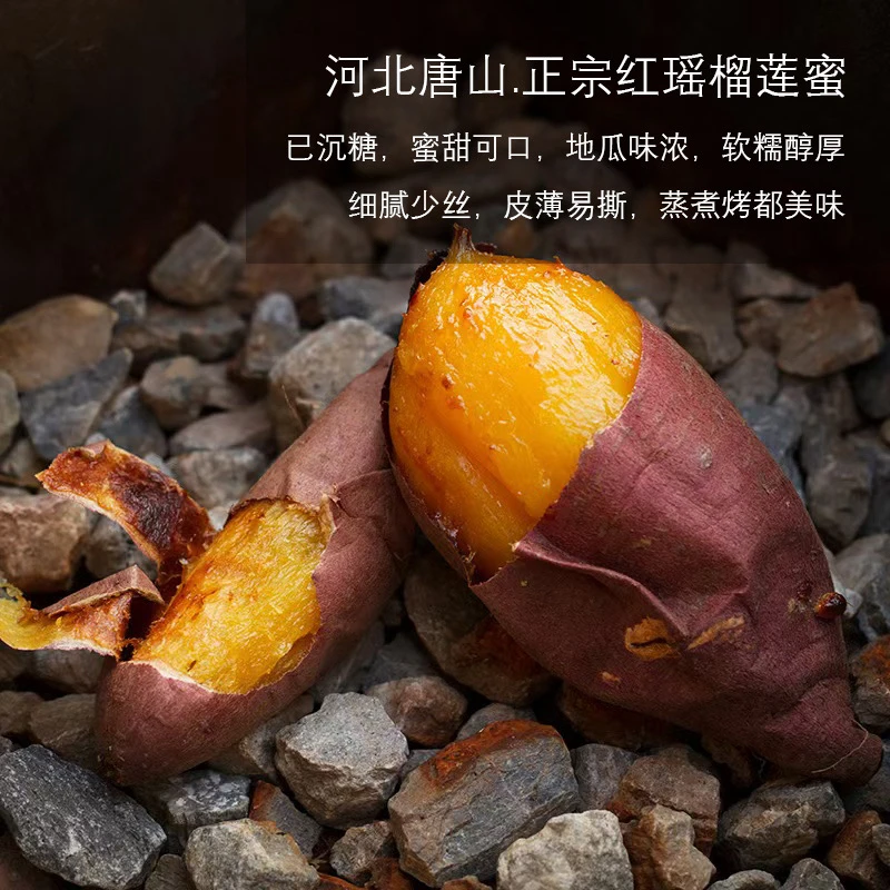 【张大嘴甄选】红瑶黄金蜜薯丝滑流蜜糖心新鲜地瓜冰糖番薯沙地烤薯