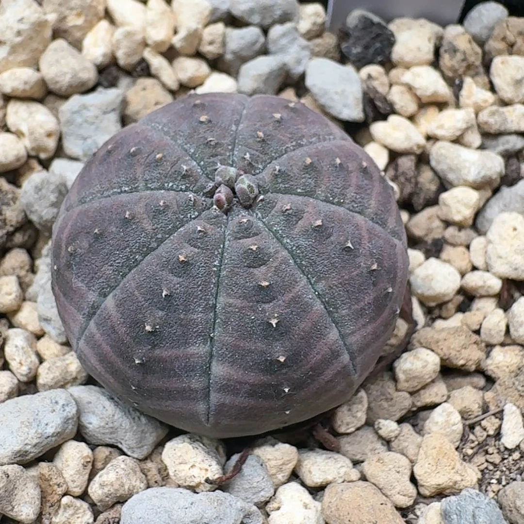 【闪购商品】37哈哈哈哈哈哈哈