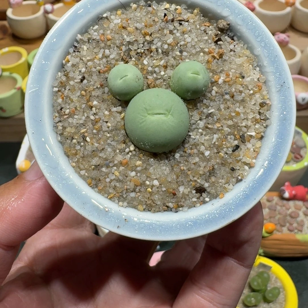 蘑菇1347鸽子蛋多肉植物