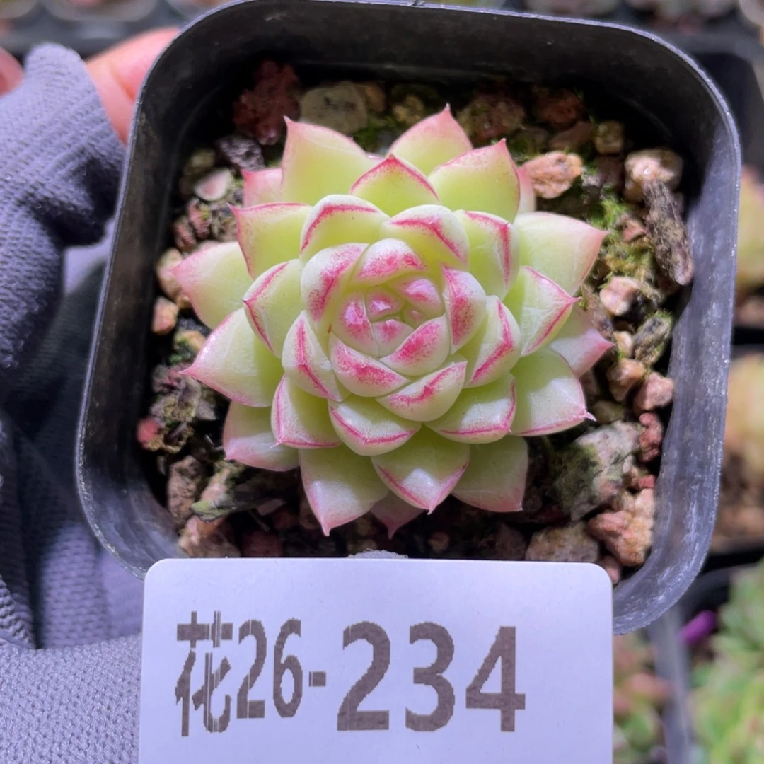 花利美26-234麦秆