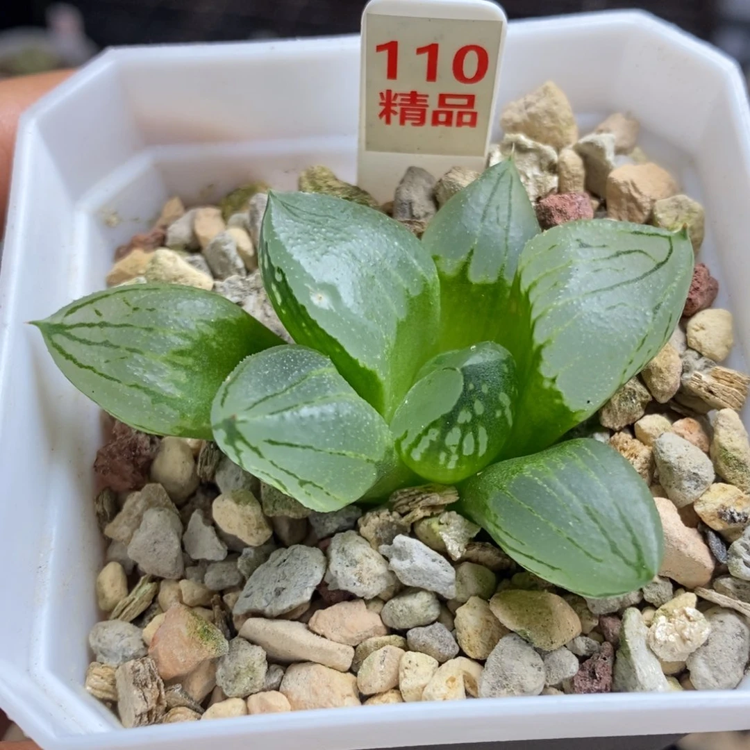 110号虞美人多肉植物