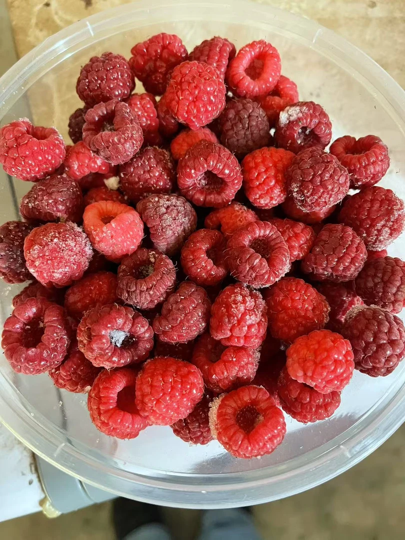 锦州义县树莓种植产地 树莓冻果 货到会有融化不影响食用介意勿拍