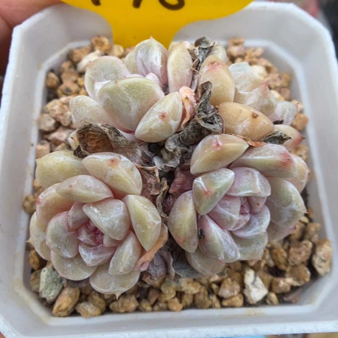 老桩汉堡群生418号。