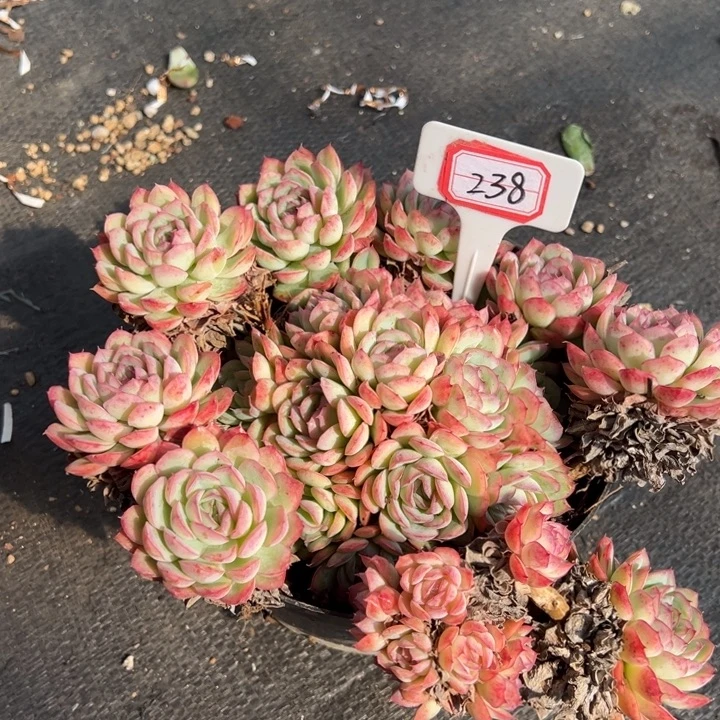 红****侧隐一物一拍238号