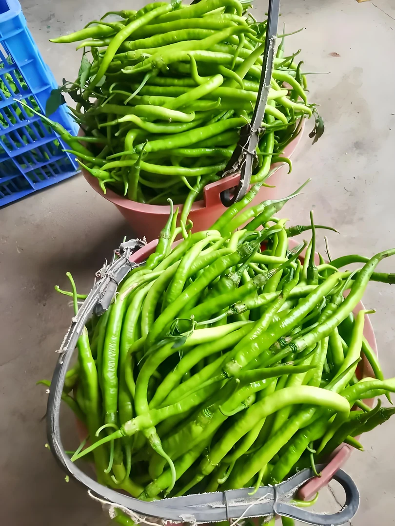 乡村弄家自种新鲜青辣椒