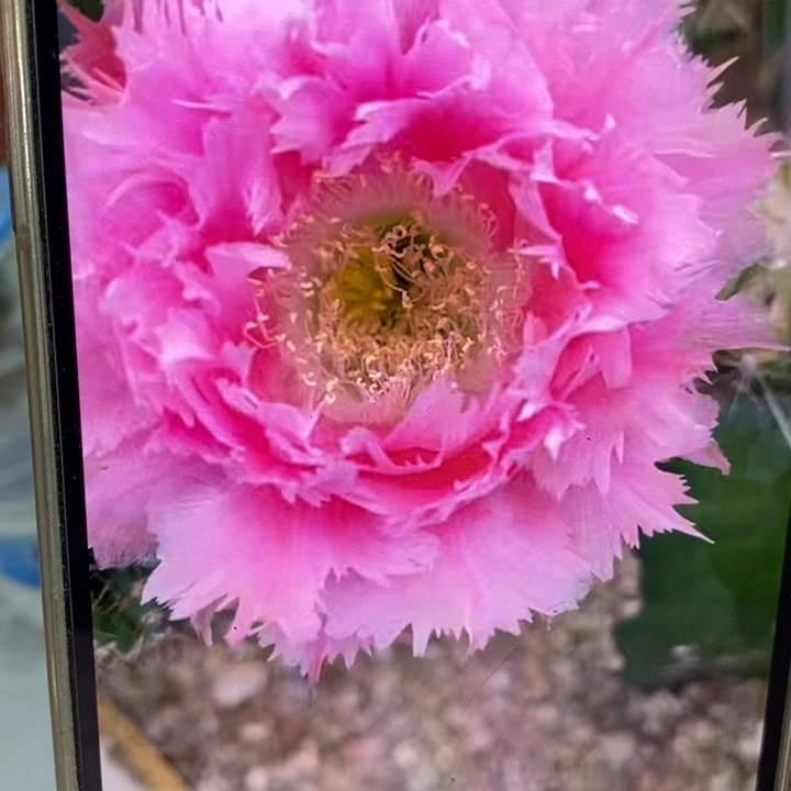 彩草羽毛3号7.5公分左右微瑕