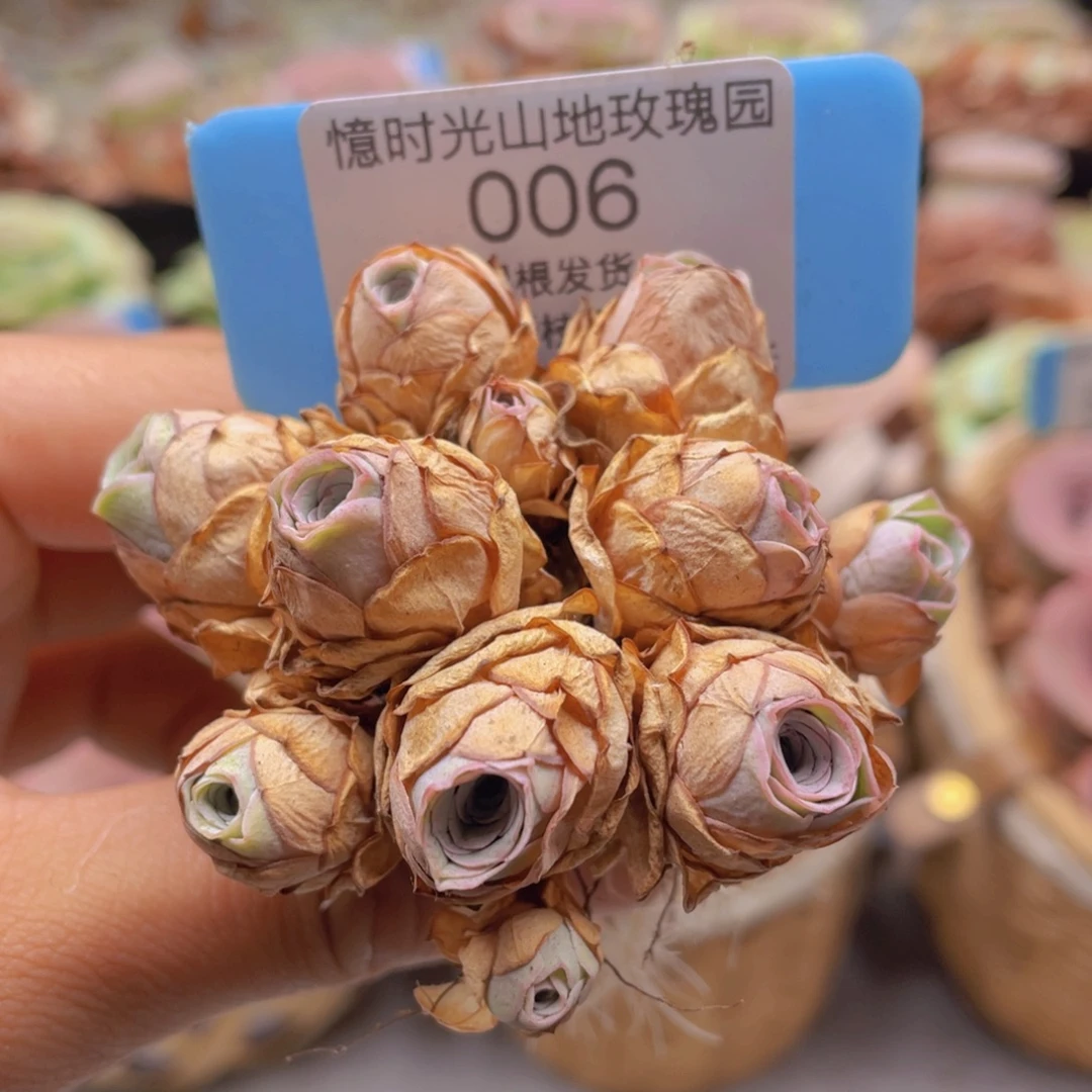 山地玫瑰006断枝不包损不售后