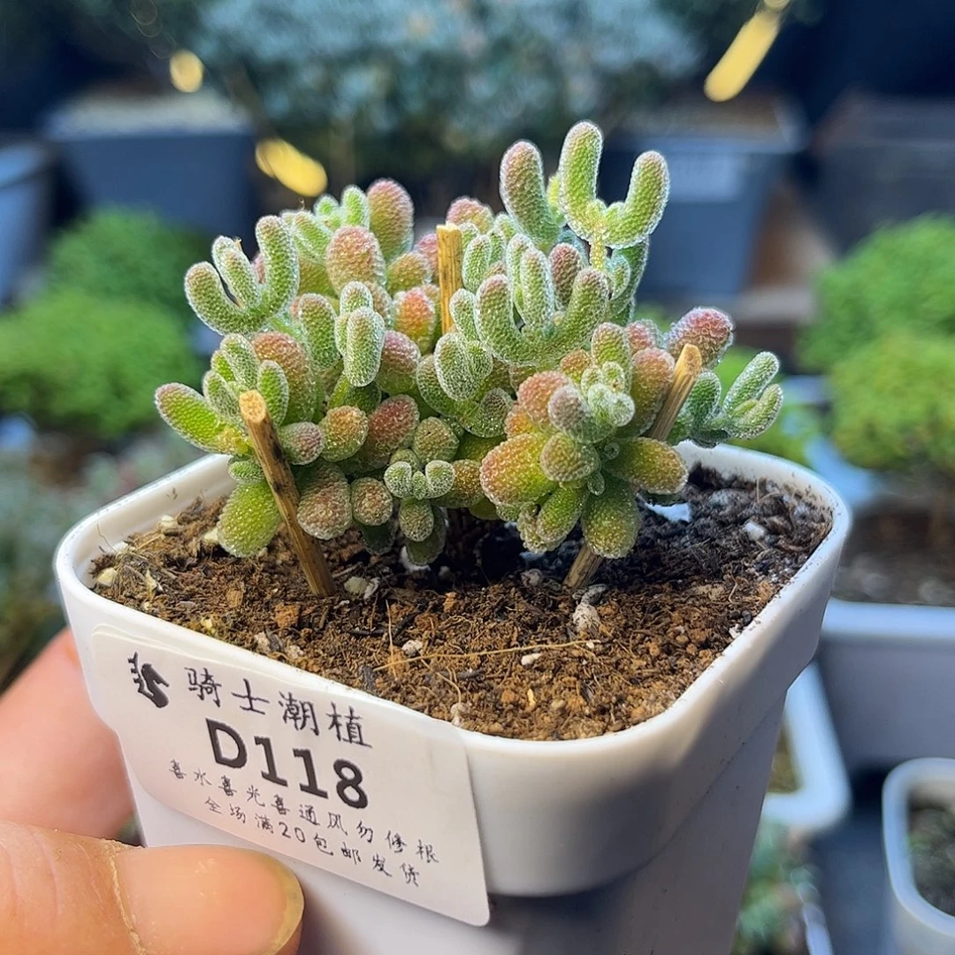 118优选冰晶枝干番杏