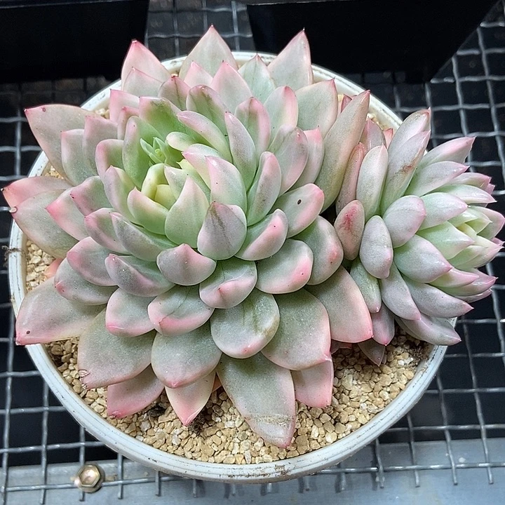 T***.冰心公主锦多肉植物