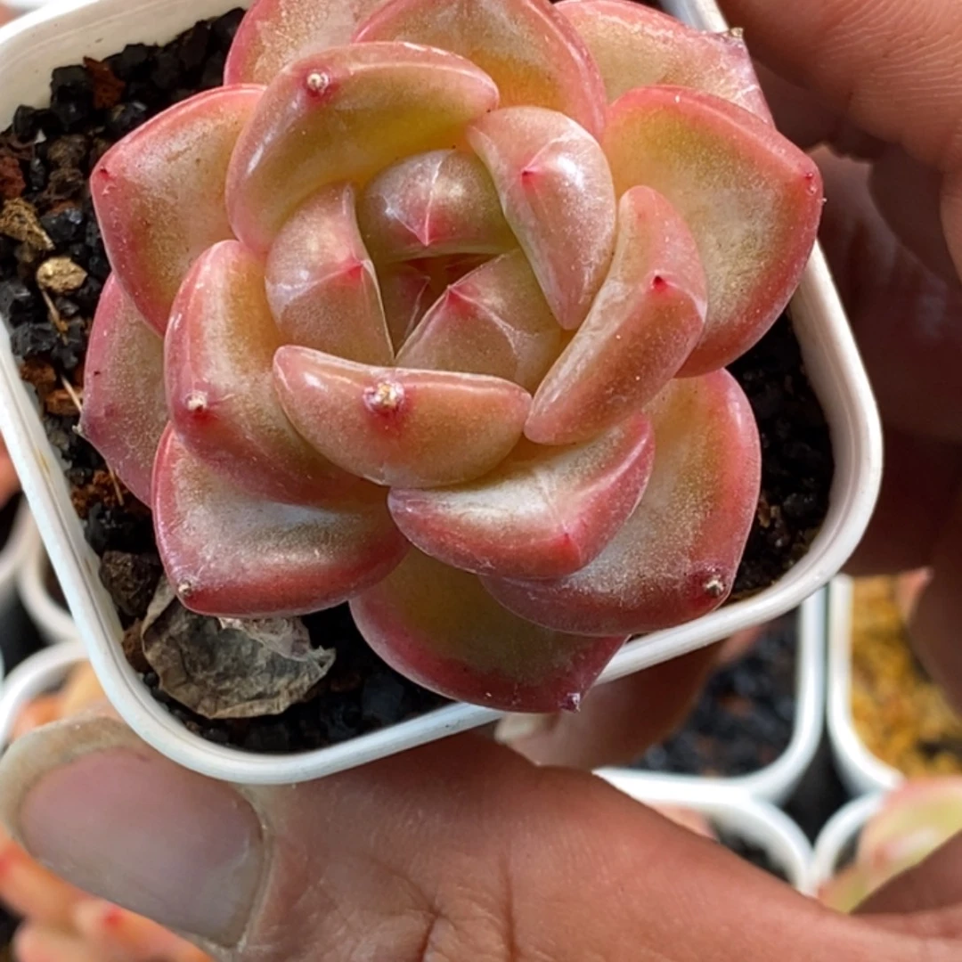 天官赐福百无禁忌