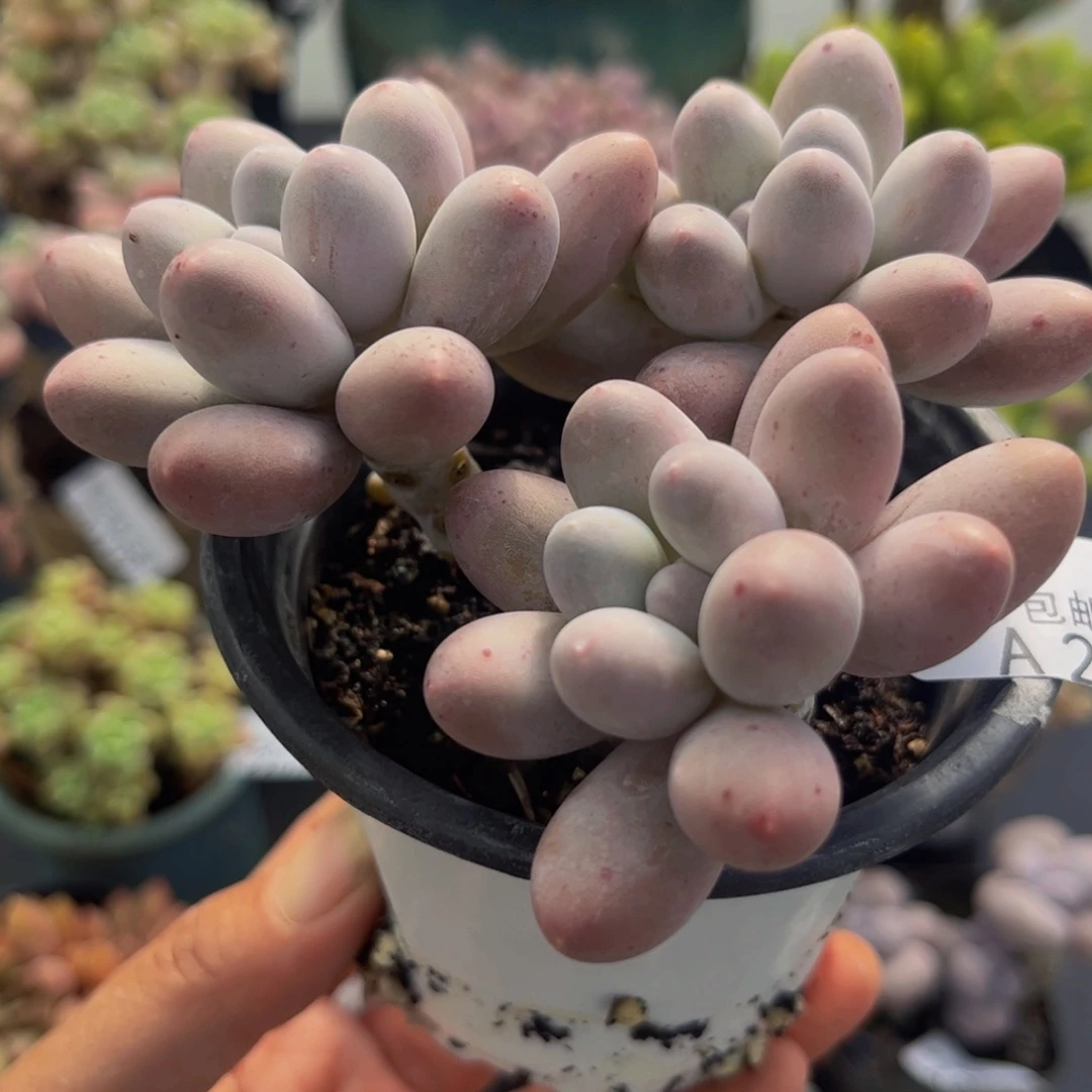 2185汤圆奶酪8cm多肉