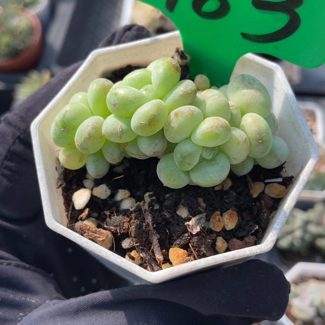 983阳光玫瑰多肉植物