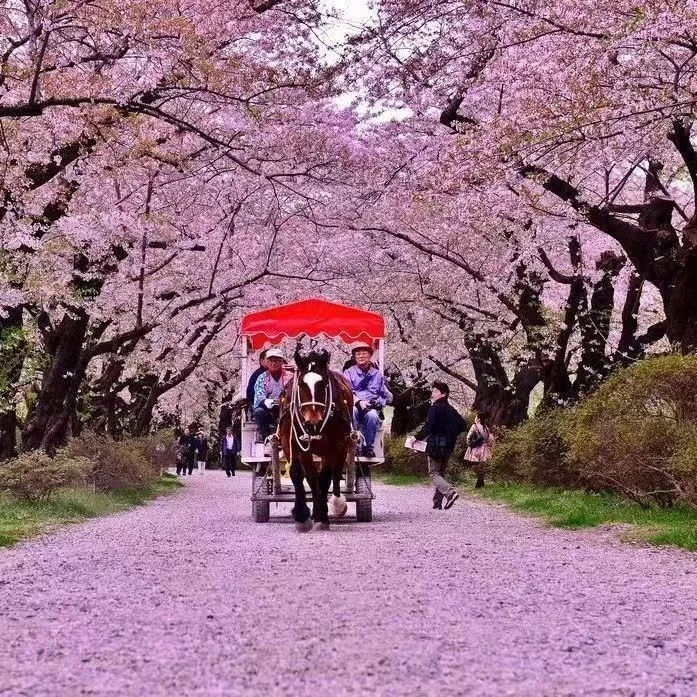 浓香型北种植树木庭院樱花树苗老桩日本吉野