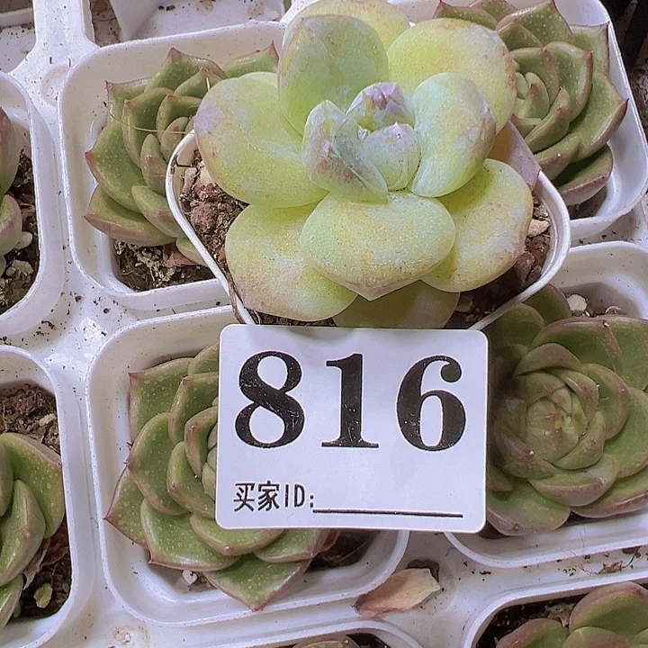 碎***两816冰玉石话19包邮