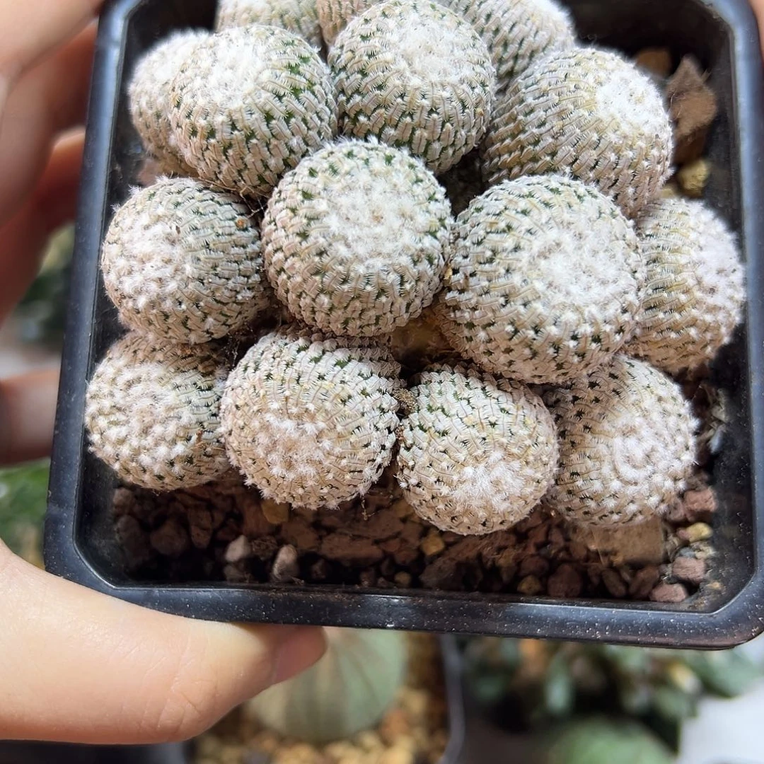 晚34号自根精巧殿群9.8公分带盆