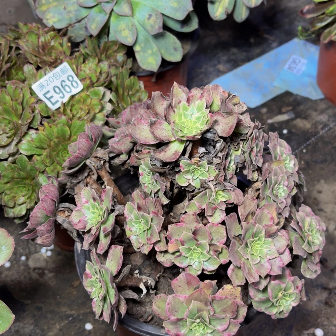 973多肉植物捧花的