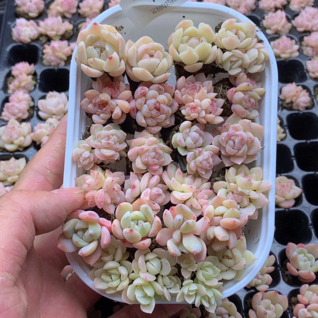 反反复复的感觉真014