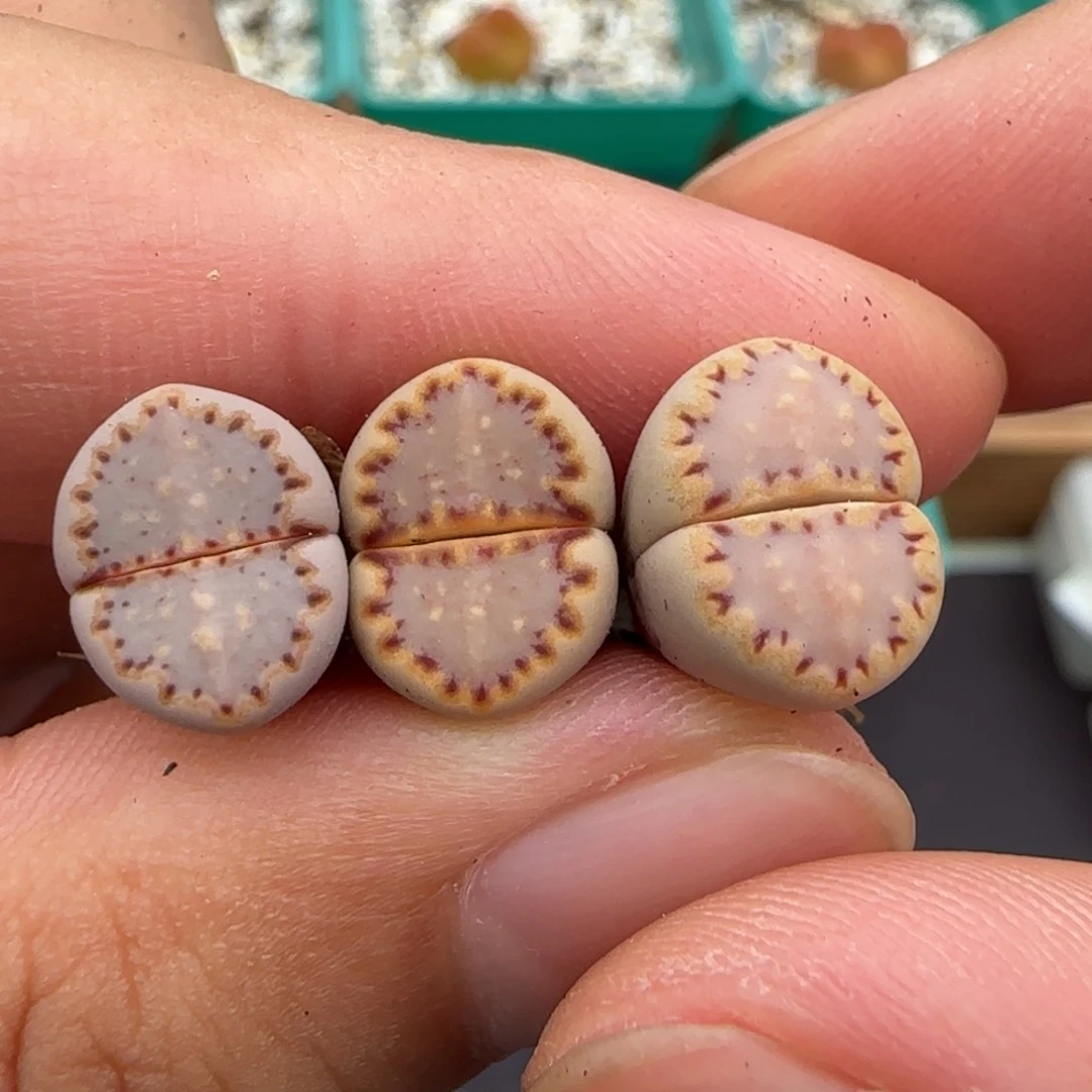 6.23。。。.015饼干x3。。。2018