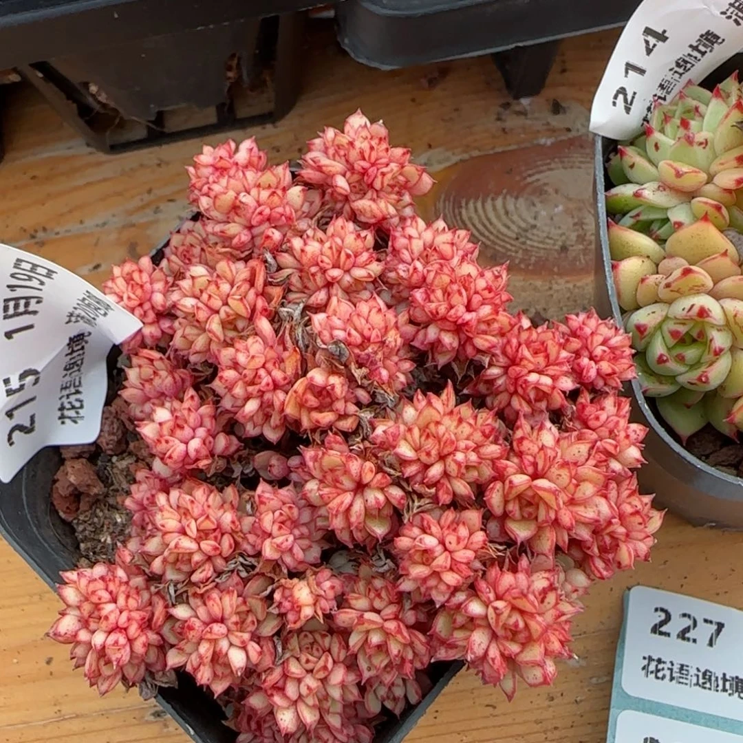 花语逸镜0119-215甜茶