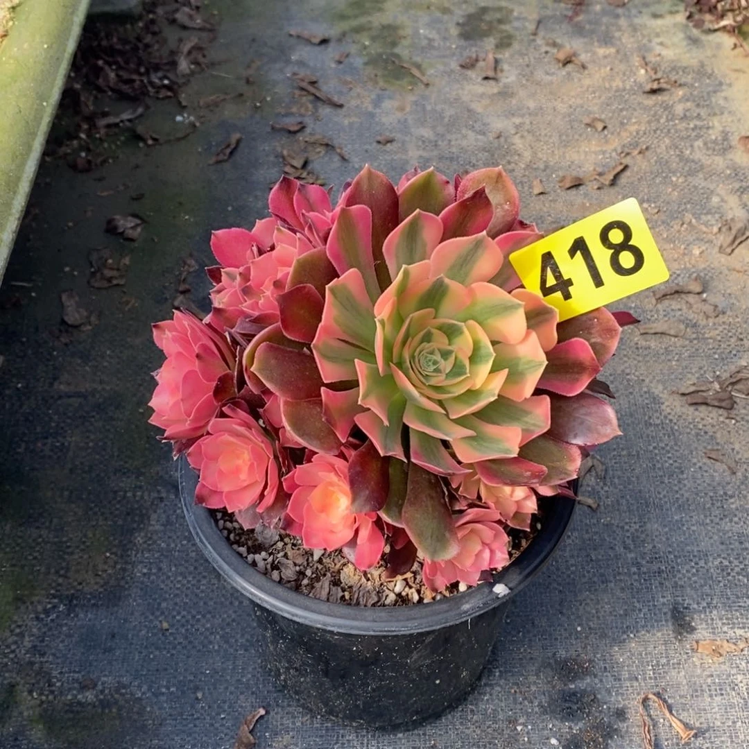 香妃多肉法师418