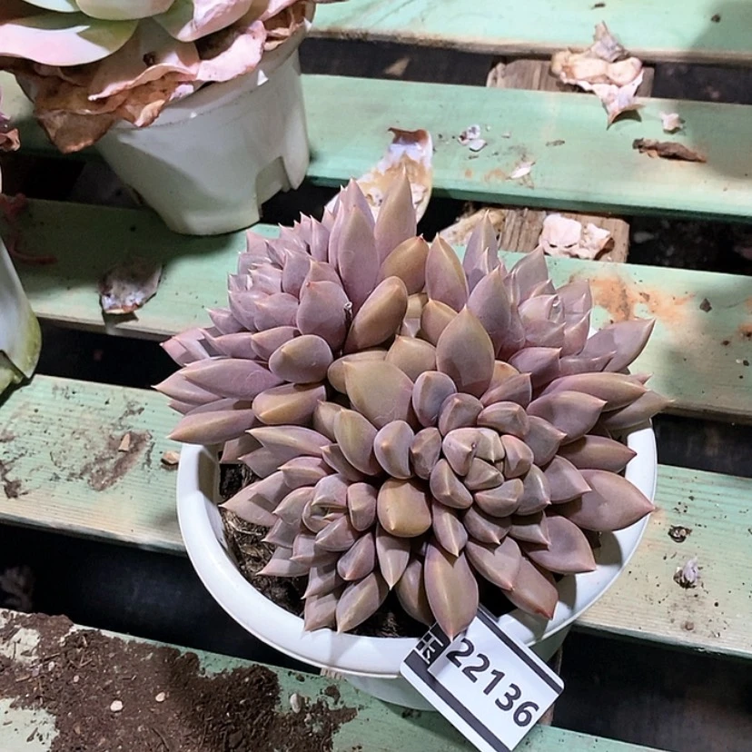 【闪购商品】红象牙22136