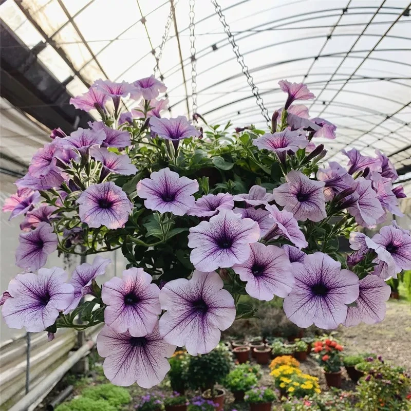 200#牵牛花阳台庭院四季开花好养耐寒带花苞发货耐修剪