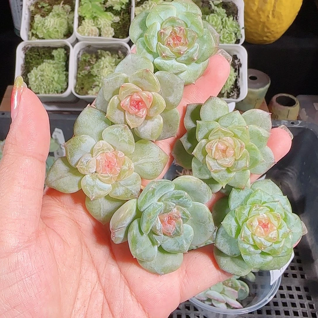 0827---79糖心珍妮