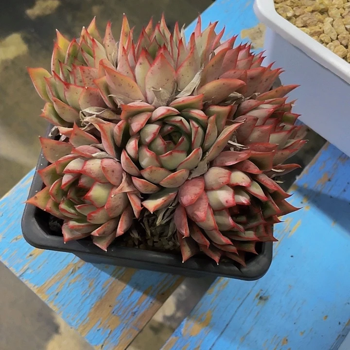 青****?一物一拍一物一拍