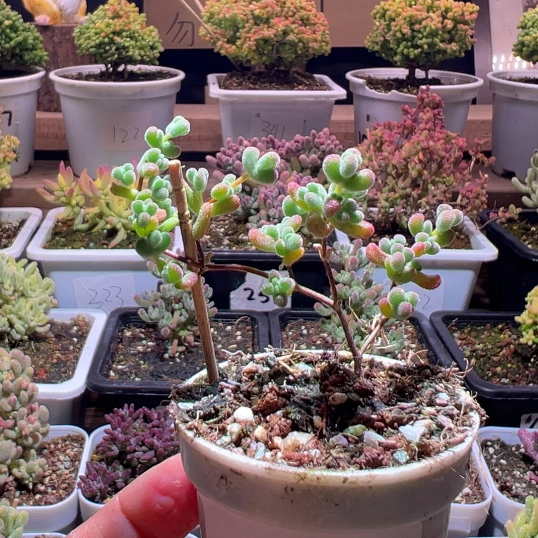 369黄金莱斯一物一拍包开箱