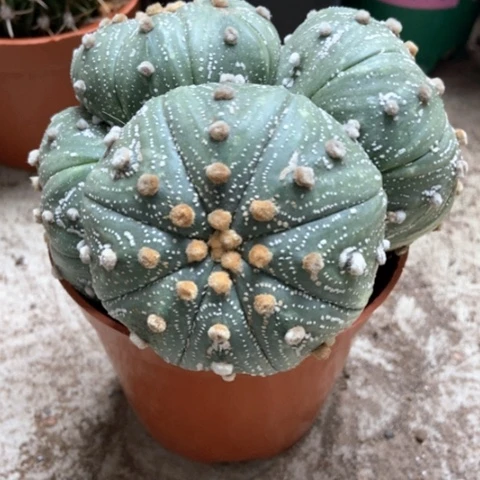 多头大兜仙人球35米仙人球