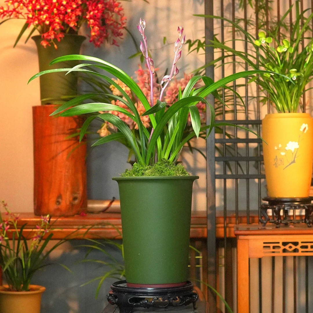 墨兰铭品【桃姬】民国绿紫砂盆花盆 幽香兰花带花芽 室内好养易活