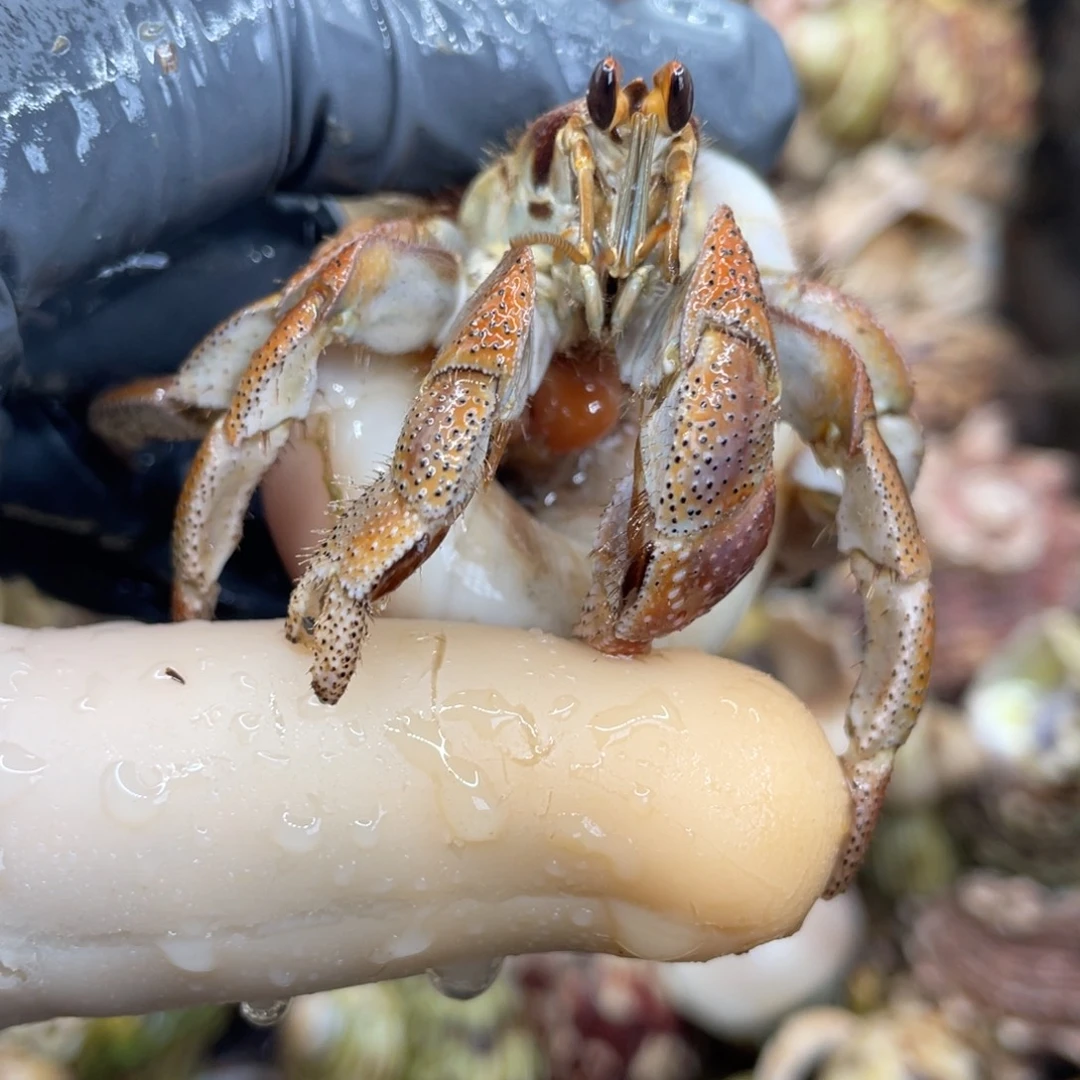 不退不换活体宠物87