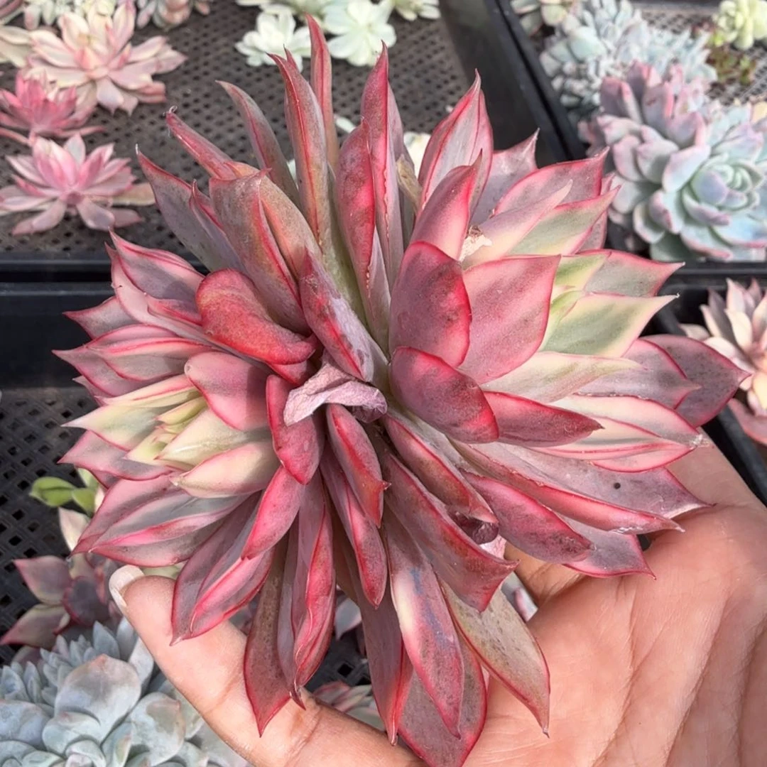 红莲锦腹轮锦双头
