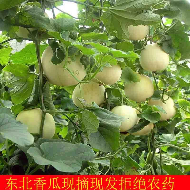 5斤小香瓜东北新鲜水果当季蜜瓜头茬甜瓜现摘脆瓜特产白糖罐香瓜